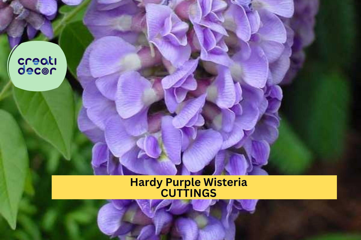 10 Hardy Wisteria Cuttings – Purple Flowering Climber for Trellis, Fence, Pergola | Wisteria frutescens | Zones 4–9