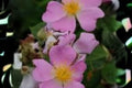 30 Seeds Rosa setigera — Illinois Rose Native Climbing Wild Rose for Naturalized Gardens & Wildlife Habitats