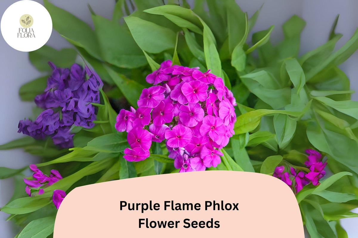 100+ Purple Flame Phlox Seeds – Compact Perennial Flower Seeds, Phlox paniculata, Purple Blooms for Borders & Containers