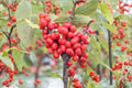 Winterberry Holly Seeds – Ilex verticillata – Red Berries for Wildlife Garden – Deciduous Shrub Seed Pack