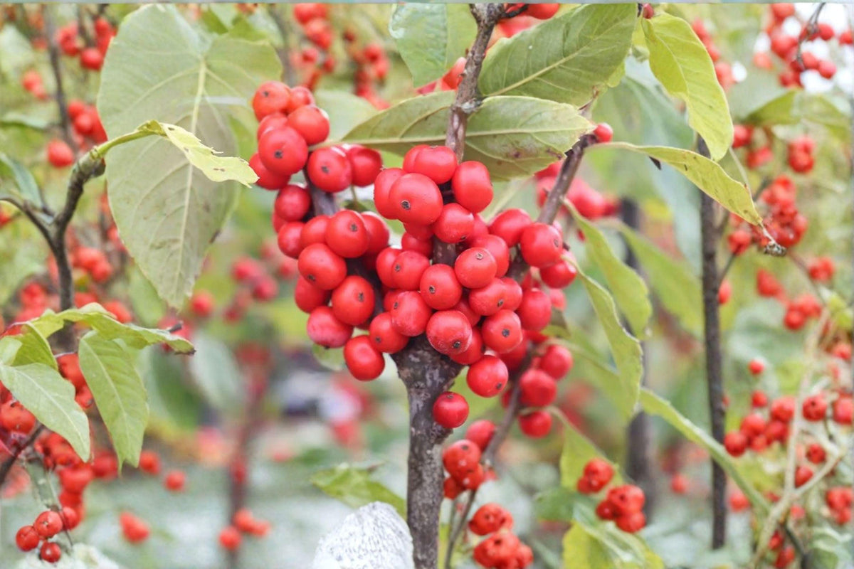 Winterberry Holly Seeds – Ilex verticillata – Red Berries for Wildlife Garden – Deciduous Shrub Seed Pack