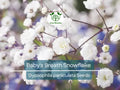 Baby's Breath Seeds Snowflake Gypsophila paniculata Non-GMO Perennial Cut Flowers for Garden & Floral Arrangements
