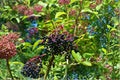 American Elderberry Cuttings - Native Sambucus canadensis Shrub for Wild Gardens & Hedgerows