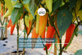 200 Hungarian Wax Hot Pepper Seeds – Heirloom, Non-GMO, Spicy Banana Peppers, Capsicum Annuum, Medium Hot, Easy to Grow