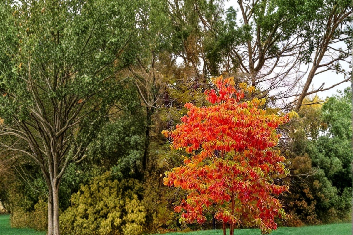 Sourwood Live Plants 1-2 ft Tall Ornamental Tree Oxydendrum arboreum Flowering Tree