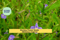 Monkey Flower Seeds 5000 Purple Mimulus ringens Native Perennial for Wetlands, Pond Edges, Pollinator Gardens