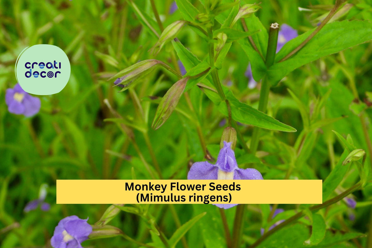 Monkey Flower Seeds 5000 Purple Mimulus ringens Native Perennial for Wetlands, Pond Edges, Pollinator Gardens