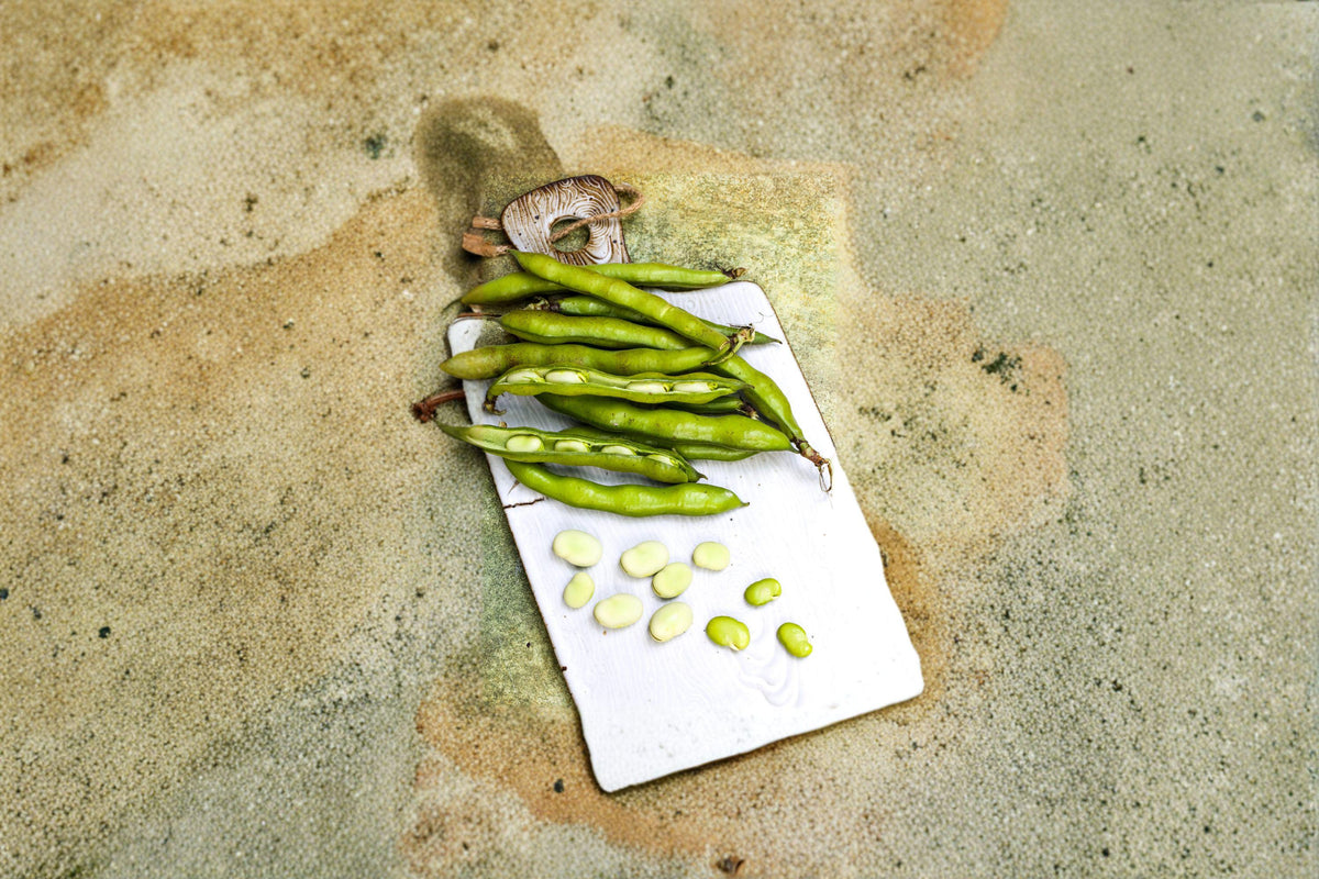 Fava Bean Seeds | Cool-Season Legume | High Protein, Heirloom Vicia faba, Easy to Grow