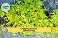 Creeping Sedum Groundcover – 25 Live Cuttings, Drought-Tolerant Perennial, Stonecrop for Borders, Rock Gardens & Pots, Sedum spp.