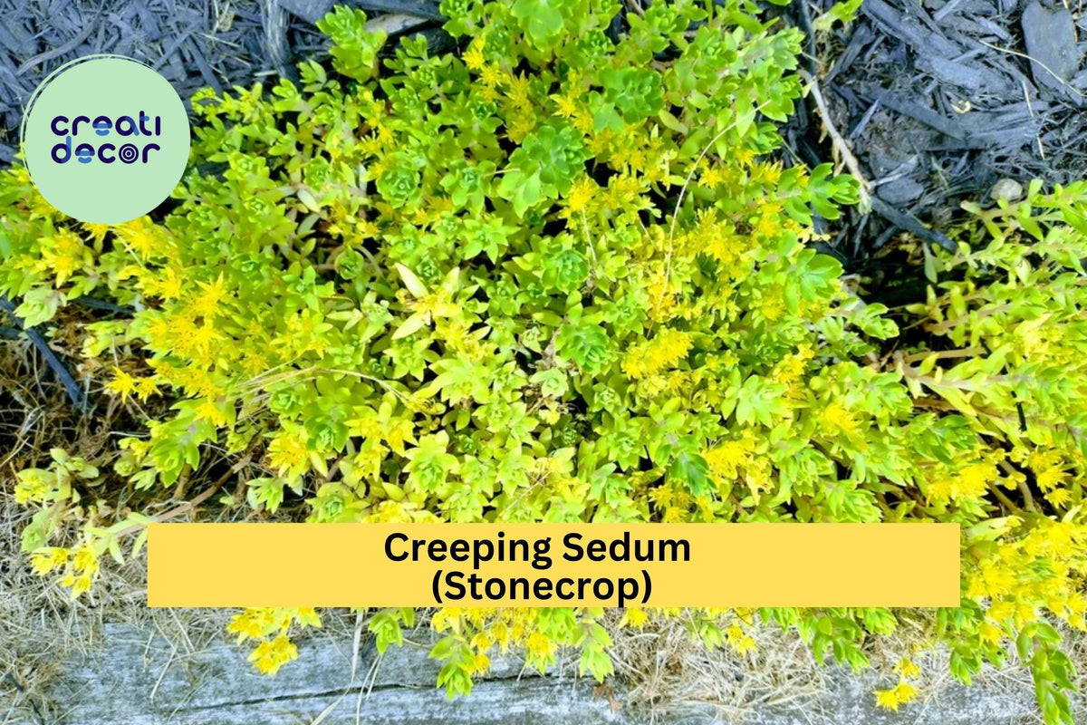 Creeping Sedum Groundcover – 25 Live Cuttings, Drought-Tolerant Perennial, Stonecrop for Borders, Rock Gardens & Pots, Sedum spp.