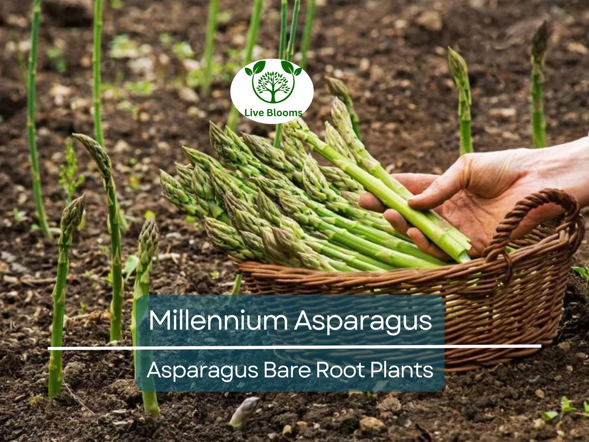 10 Millennium Asparagus Plants – 2-Year-Old Crowns, Live Bare Root Perennials, Asparagus officinalis, Non-GMO, Heirloom, High Yield