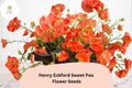 50+ Henry Eckford Sweet Pea Seeds | Fragrant Orange Salmon Climbing Annual Flower for Garden Trellis & Cut Flowers
