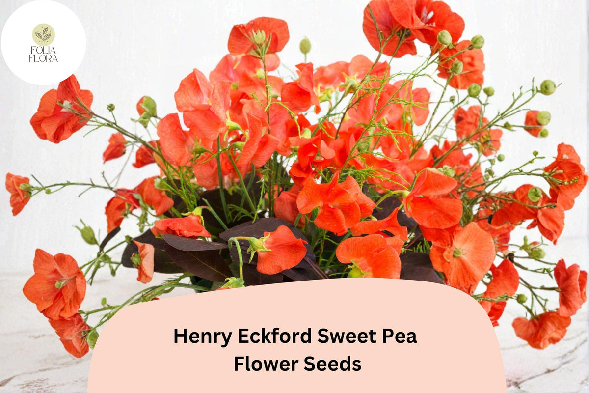 50+ Henry Eckford Sweet Pea Seeds | Fragrant Orange Salmon Climbing Annual Flower for Garden Trellis & Cut Flowers