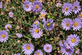 100 Smooth Blue Aster Seeds – Symphyotrichum laeve Native Pollinator Perennial for Gardens & Wildflower Meadows