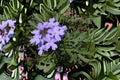 Glandularia bipinnatifida Seeds – Dakota Vervain, Purple Wildflower for Meadows & Dry Gardens, Native Perennial Plant