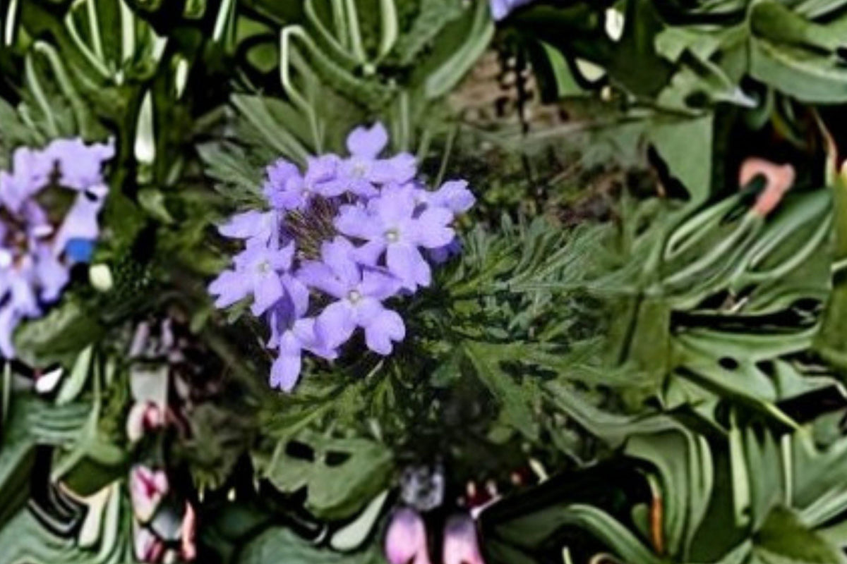 Glandularia bipinnatifida Seeds – Dakota Vervain, Purple Wildflower for Meadows & Dry Gardens, Native Perennial Plant