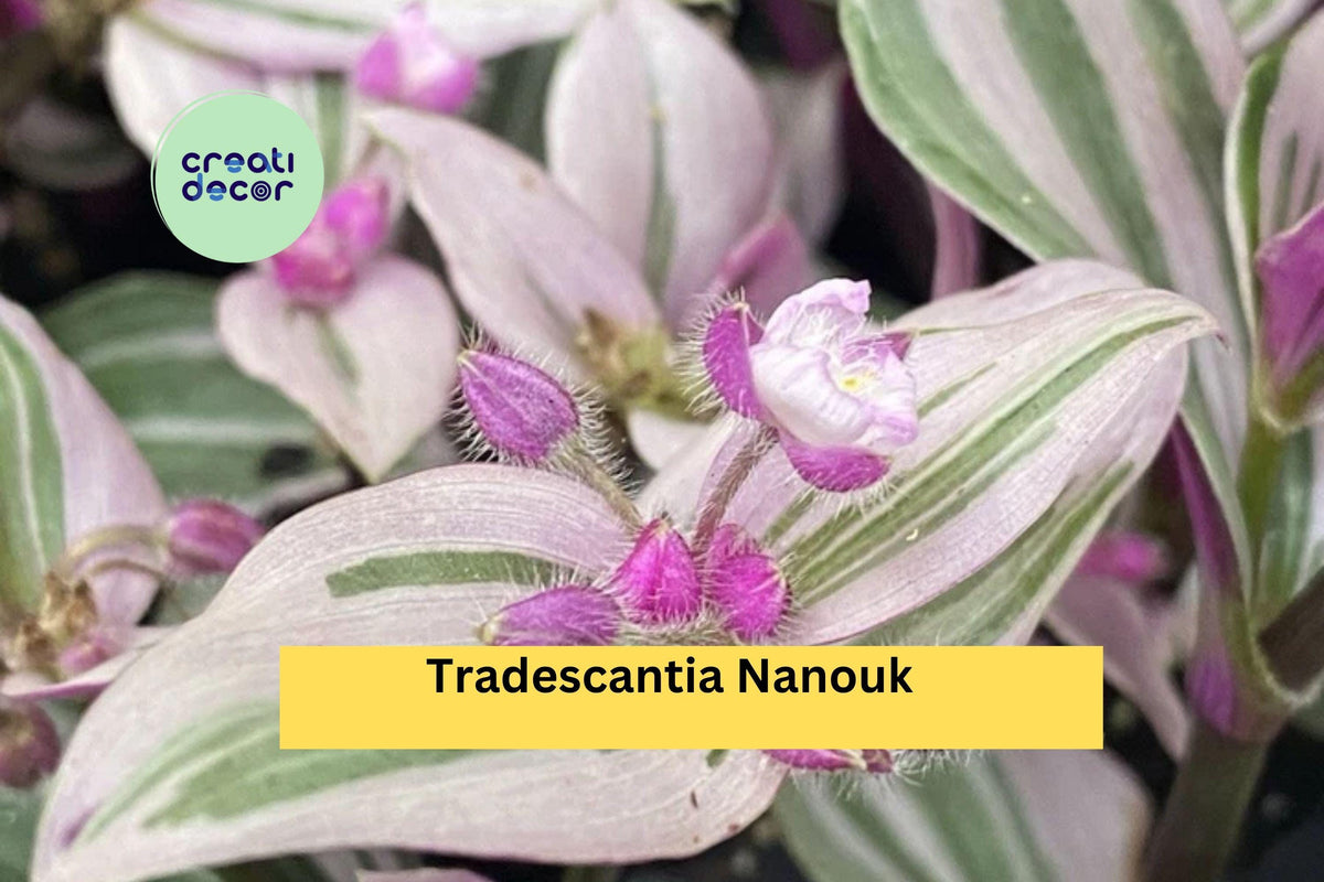 Tradescantia Nanouk Live Houseplant - Set of 2 Rooted Trailing Cuttings with Pink, Green, Purple Foliage | Indoor Foliage Plant