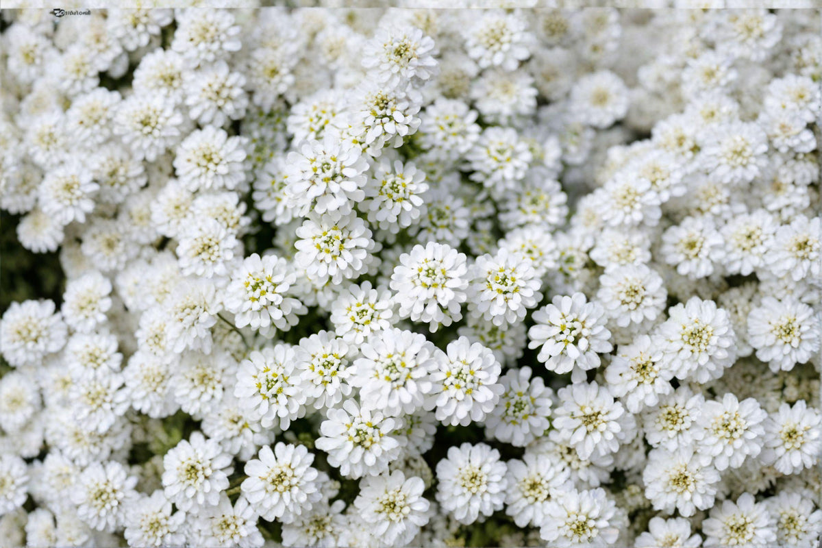 Empress Rocket Candytuft Seeds, Iberis amara, White Annual Flower for Cottage Gardens, Pollinator-Friendly, 100 Pack