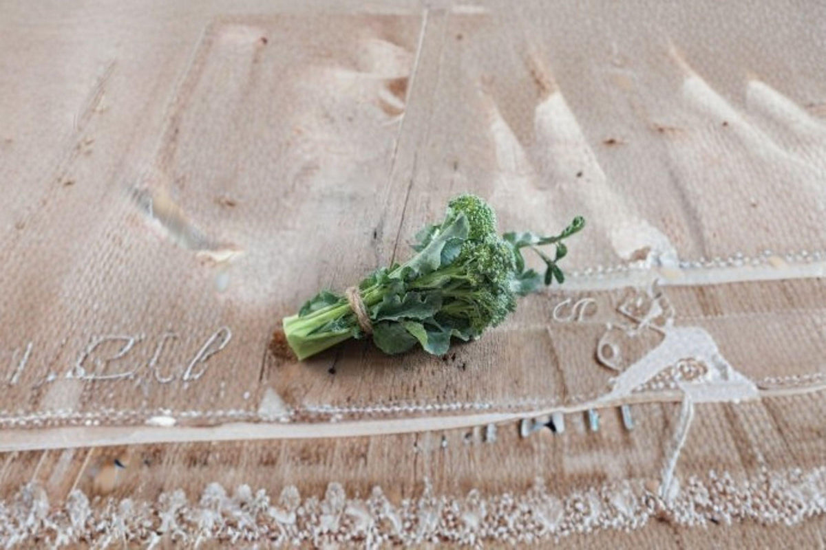 Broccoli Seeds | Di Cicco Italian Heirloom | Cut-and-Come-Again, Cold Tolerant, Early Maturity | Brassica oleracea