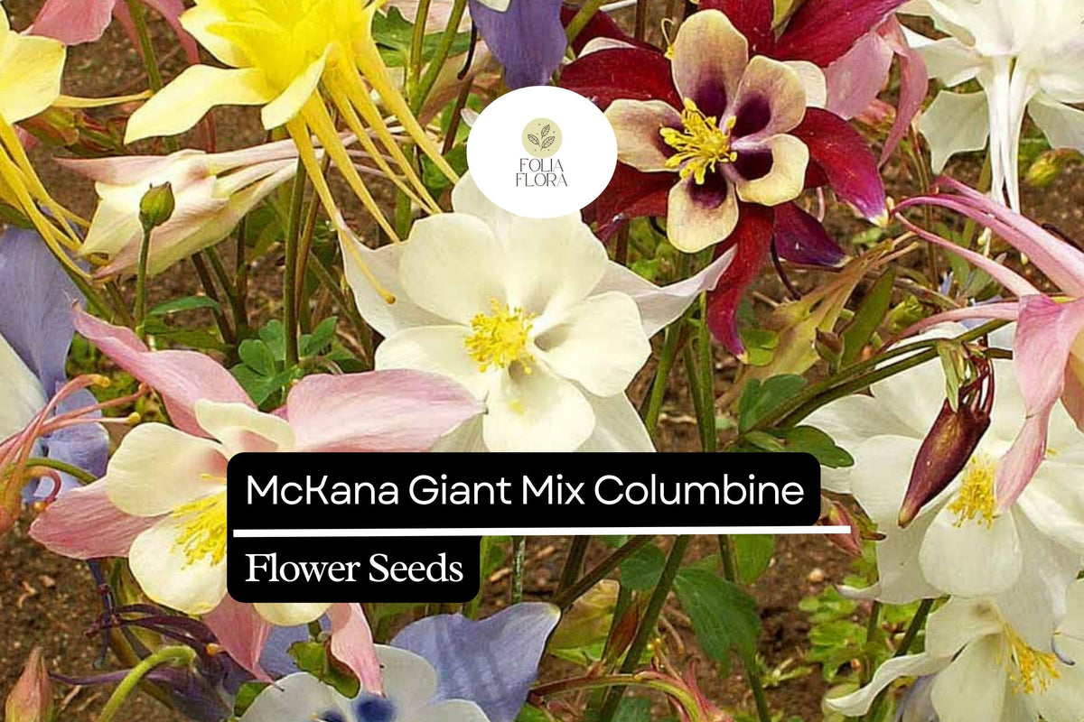 McKana Giant Mix Columbine Seeds | Aquilegia caerulea | Colorful, Long-Lasting Blooms for Gardens, Borders & Pollinator Attraction
