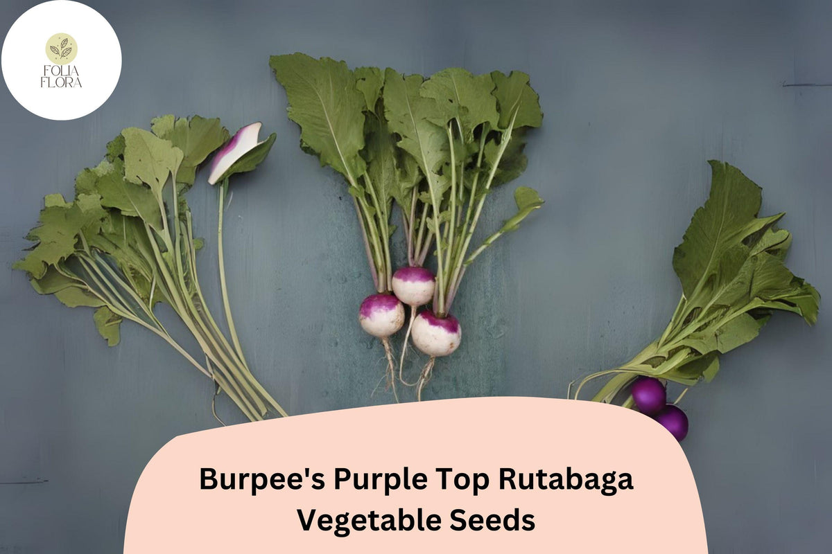 Burpee’s Purple Top Rutabaga Seeds – Heirloom Brassica napobrassica for Fall Garden Planting, Cool-Season Root Crop, 500+ Seeds