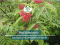 80 Red Elderberry Seeds Sambucus racemosa Wild Edible Berry Shrub Garden Starter Plant