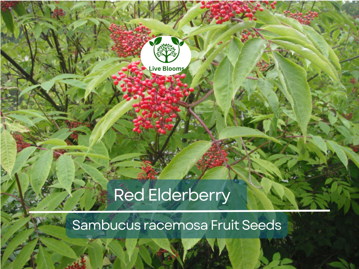 80 Red Elderberry Seeds Sambucus racemosa Wild Edible Berry Shrub Garden Starter Plant