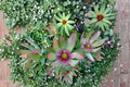 Leucadendron tinctum Seeds – Rare South African Shrub, Exotic Flowering Plant, Collector Seeds, Evergreen Proteaceae