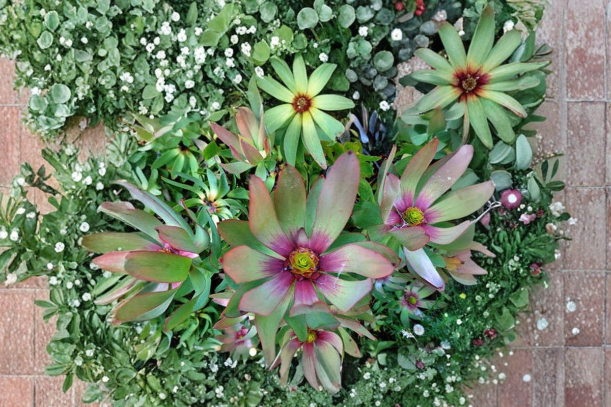 Leucadendron tinctum Seeds – Rare South African Shrub, Exotic Flowering Plant, Collector Seeds, Evergreen Proteaceae
