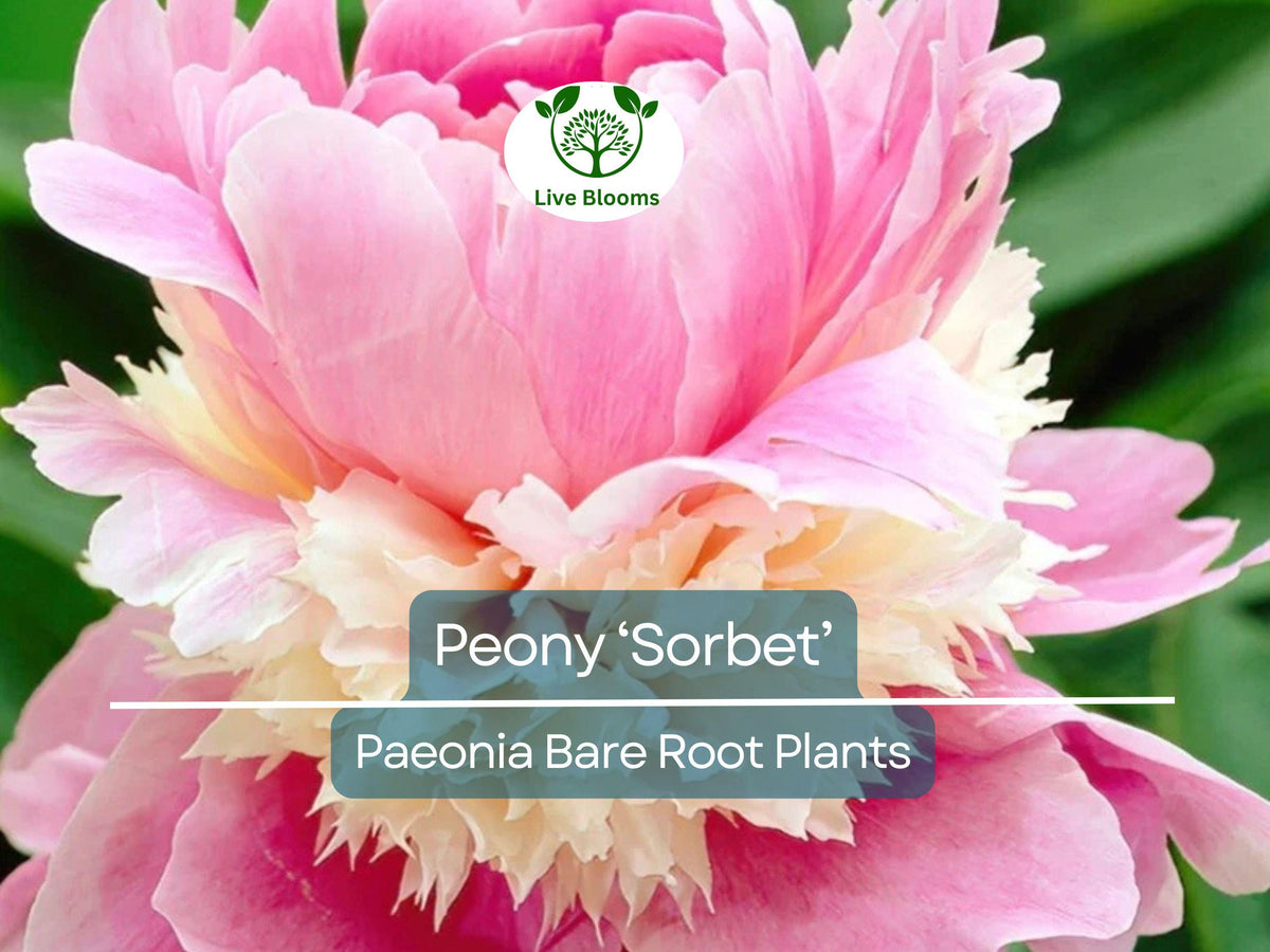 Peony Bare Root Plant – ‘Sorbet’ Paeonia lactiflora Double Blooms Fragrant Perennial