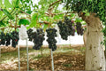 Live Grape Vine - Pione Grape (Vitis vinifera ‘Pione’) 2-3 ft, Fruit Climbing Plant for Garden & Trellises