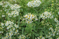 Flat-topped Aster Seeds – Native Wildflower, Pollinator Garden Plant, Doellingeria umbellata, White Flowers, 100 Seeds