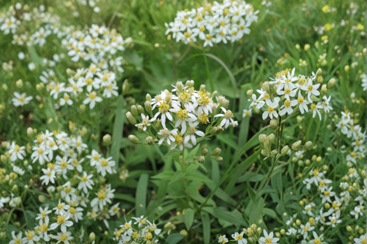 Flat-topped Aster Seeds – Native Wildflower, Pollinator Garden Plant, Doellingeria umbellata, White Flowers, 100 Seeds