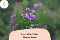 Luc's Lilac Phlox Seeds – Annual Garden Flowers, Phlox drummondii, Lavender Purple, Butterfly Attracting, Easy to Grow