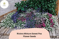 Sweet Pea Seeds, Riviera Mixture, Climbing Vine, Lathyrus odoratus, Colorful Fragrant Blooms, Garden Planting, 50+ Seeds