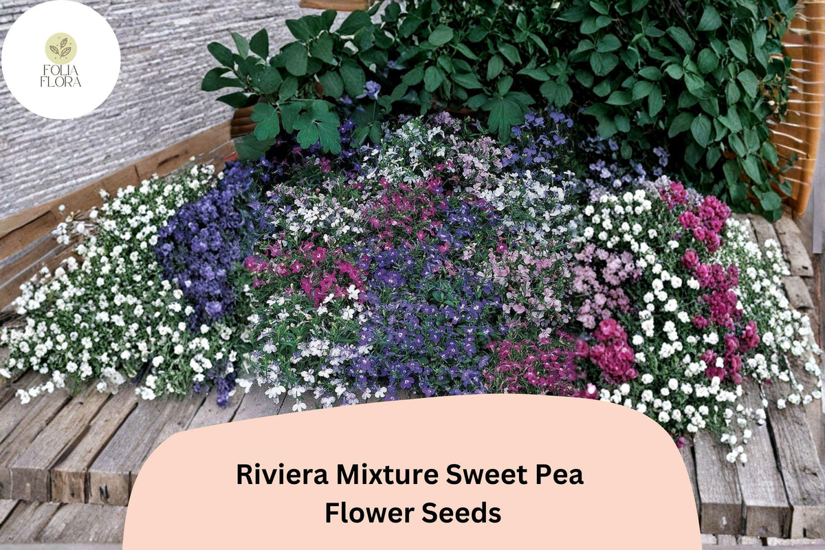 Sweet Pea Seeds, Riviera Mixture, Climbing Vine, Lathyrus odoratus, Colorful Fragrant Blooms, Garden Planting, 50+ Seeds