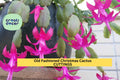 Christmas Cactus Cuttings Set of 5 | Schlumbergera bridgesii Heirloom Variety | Easy to Root Holiday Blooms