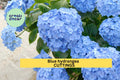 6 Blue Hydrangea Cuttings – Hydrangea macrophylla Fresh 6–8” Unrooted Stems for Propagation – Classic Garden Blooms – USA
