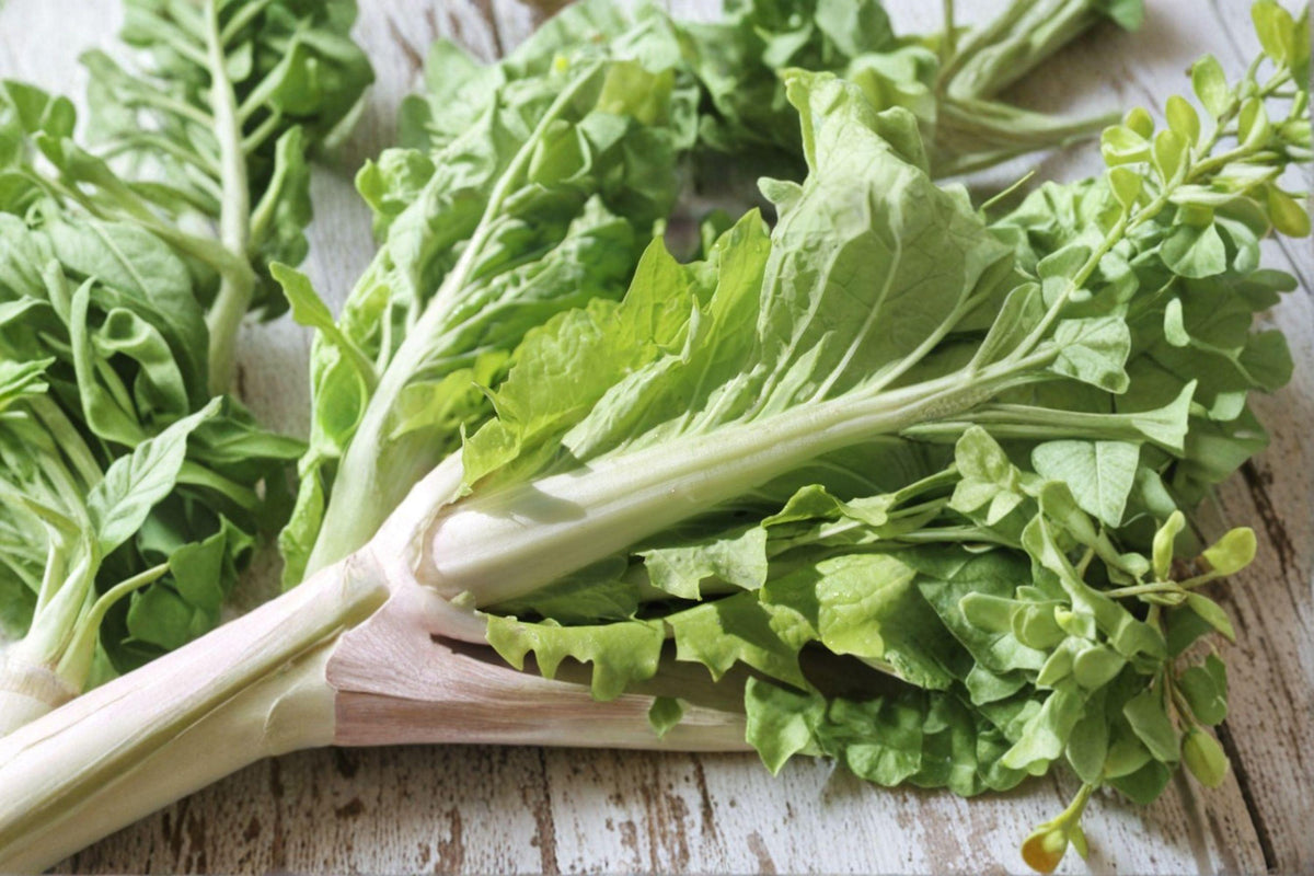 Chinese Cabbage Kogane Seeds – Asian Napa-Type, Compact, Sweet & Crisp, Brassica rapa subsp. pekinensis, 150 Seeds