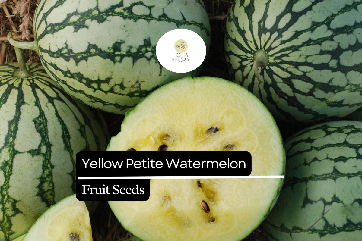 Yellow Petite Watermelon Seeds – Small, Sweet, Yellow-Fleshed Citrullus lanatus for Containers and Gardens