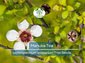 100 Manuka Tea Tree Seeds Leptospermum scoparium Honey Bush for Growing Manuka Honey, Hardy & Aromatic