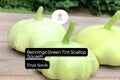 15 Seeds Bennings Green Tint Scallop Squash Heirloom Pattypan Cucurbita pepo Compact Bush Plant