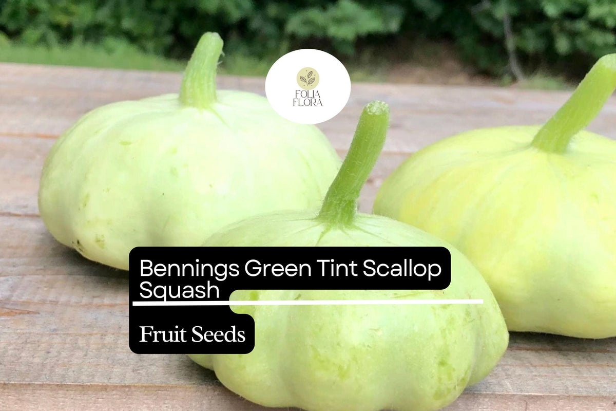 15 Seeds Bennings Green Tint Scallop Squash Heirloom Pattypan Cucurbita pepo Compact Bush Plant