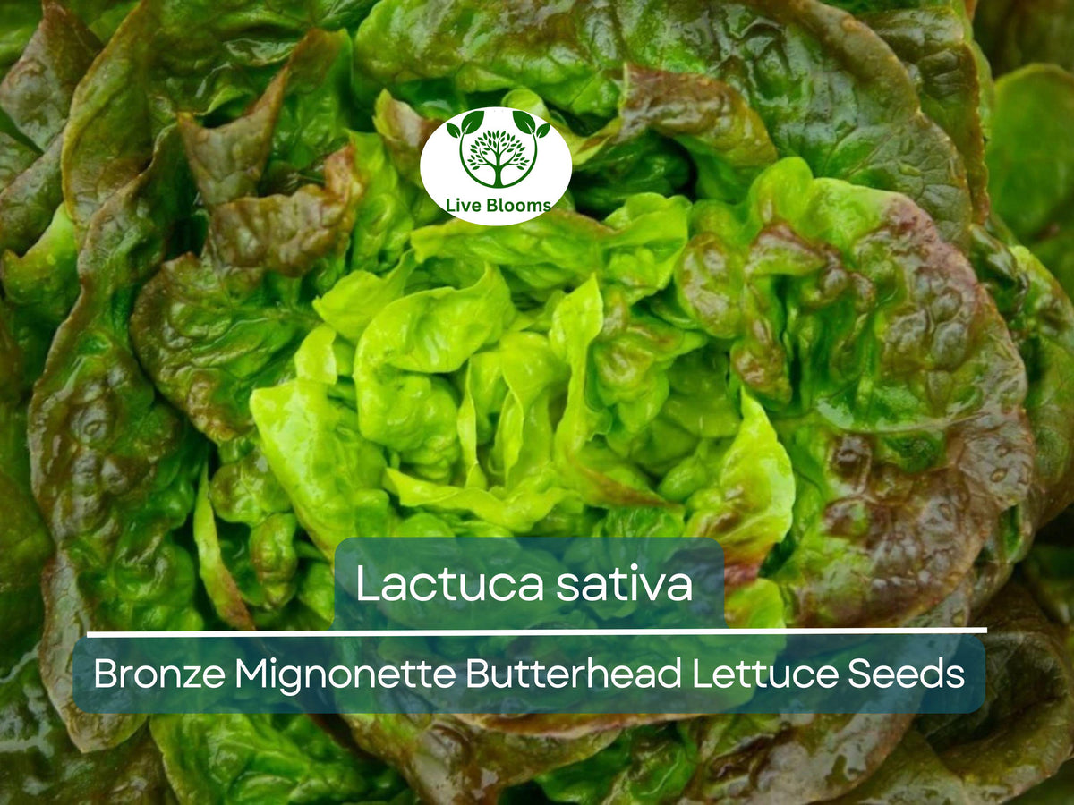 700 Seeds Bronze Mignonette Butterhead Lettuce Lactuca sativa Heirloom Salad Greens for Planting
