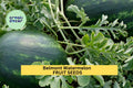Belmont Watermelon Seeds – 50+ Red Flesh, Striped Rind, High-Yield Citrullus lanatus for Summer Garden Planting