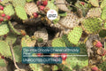 Opuntia Oricola Prickly Pear Cactus Pad Cutting – 5-7" Tall, Coastal Los Angeles Origin, Drought Tolerant, Easy to Root, Warm Climate Plant