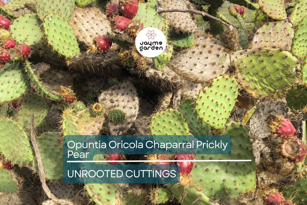 Opuntia Oricola Prickly Pear Cactus Pad Cutting – 5-7" Tall, Coastal Los Angeles Origin, Drought Tolerant, Easy to Root, Warm Climate Plant
