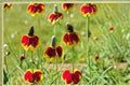 Mexican Hat Seeds 100 mg Ratibida columnifera Wildflower for Pollinator Gardens, Drought-Tolerant Native Prairie Coneflower