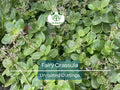 Unrooted Succulent Cuttings – Crassula Multicava, Fairy Crassula, Calico Kitten, Variegated, Easy Care Houseplant, 3"