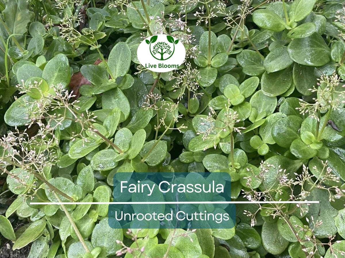 Unrooted Succulent Cuttings – Crassula Multicava, Fairy Crassula, Calico Kitten, Variegated, Easy Care Houseplant, 3"